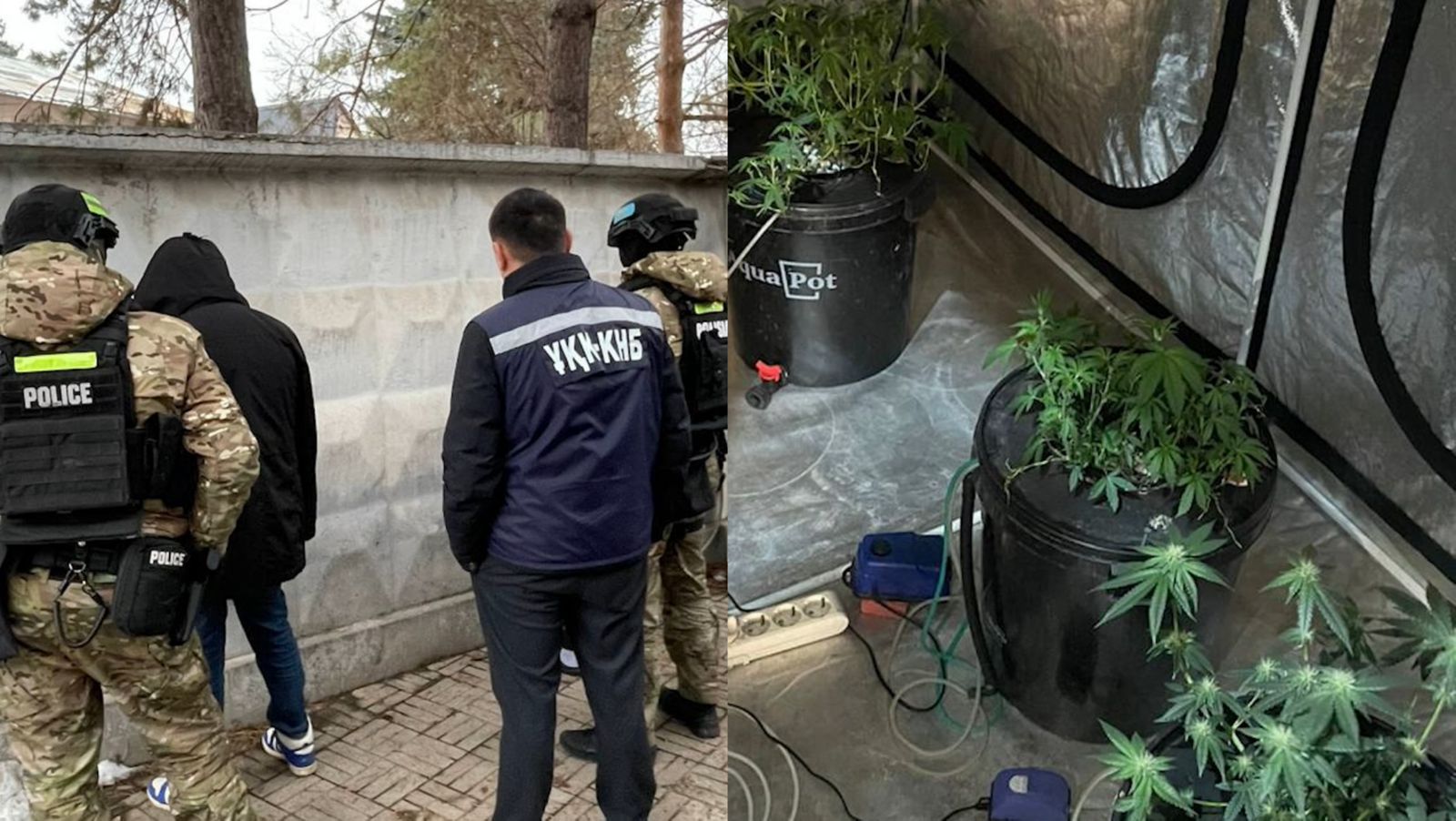 Алматыда есірткі плантациясын ұйымдастырған екі күдікті ұсталды 