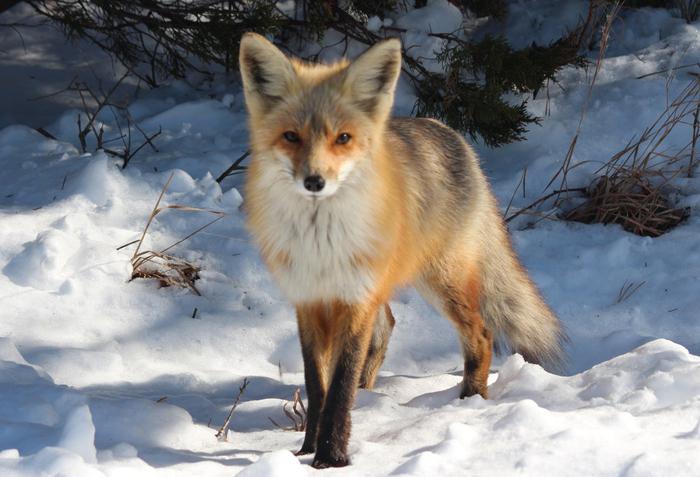 Қыздармен семіз қара әтештерді қараңыз