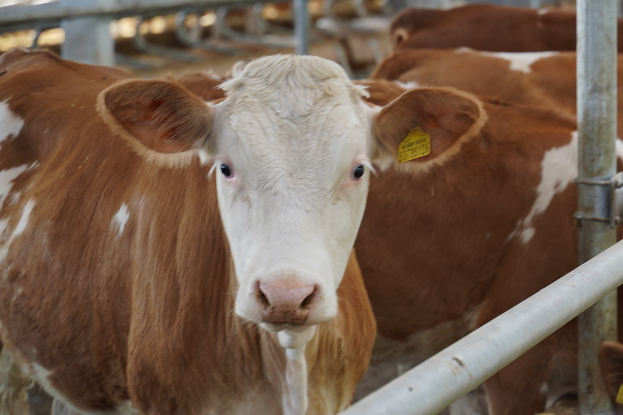 200-ден астам мал қырылды: БҚО-дағы ахуал қандай?