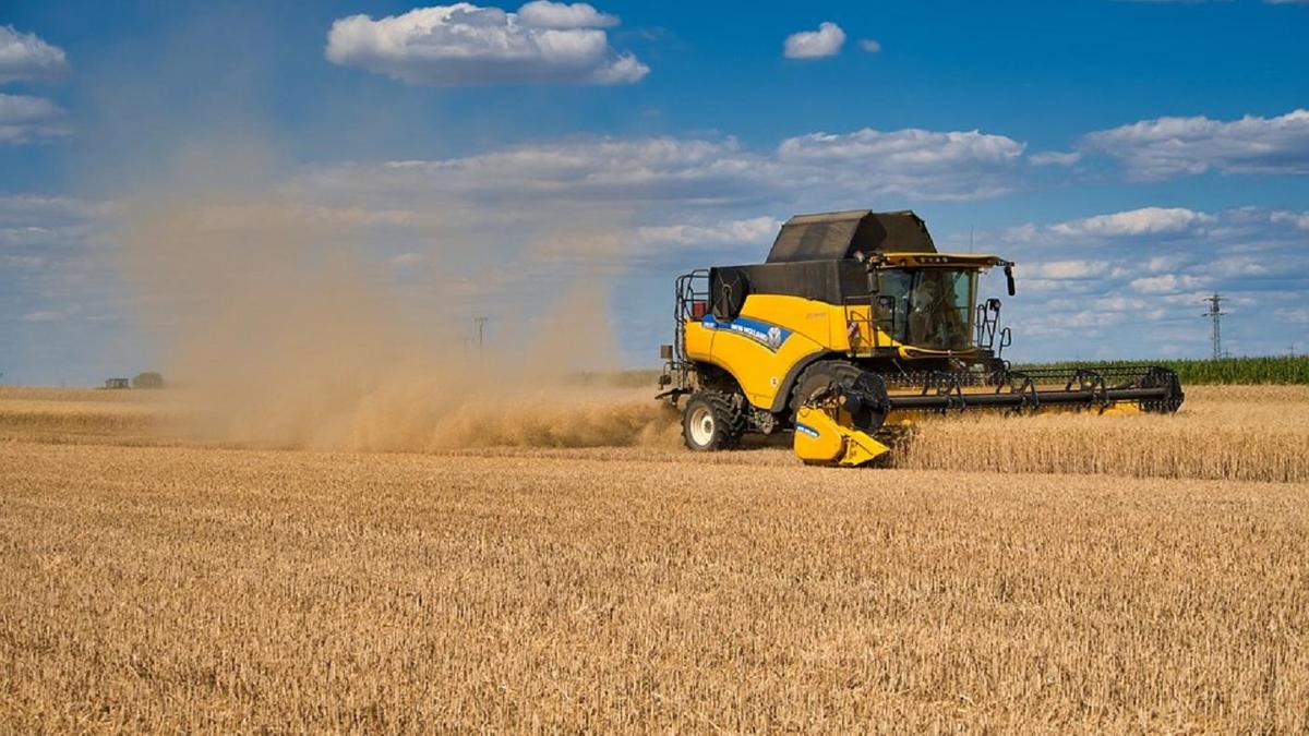 Даладағы дәннің жемісі: Қазақстанда астық рекордтық деңгейге жетті