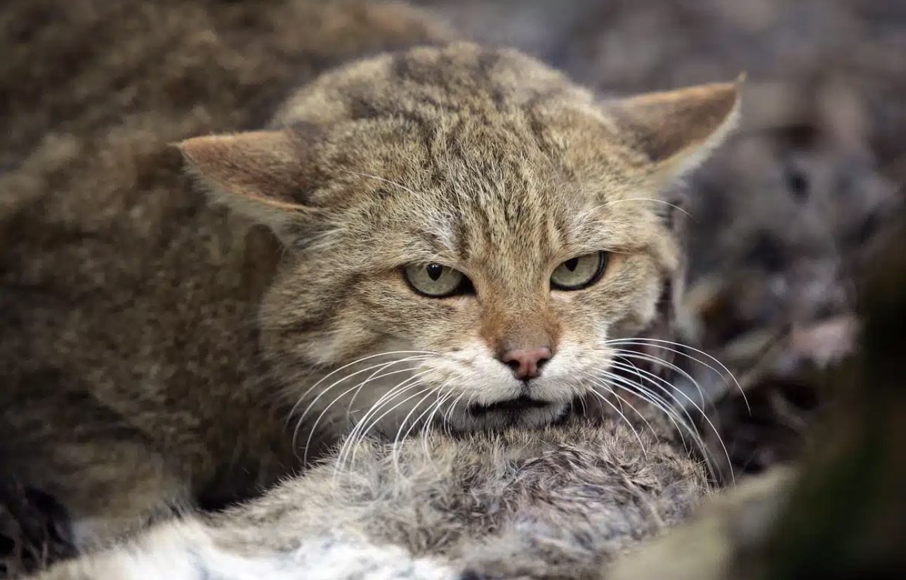 Маңғыстауда жабайы мысық тістеген тұрғын құтыру ауруының құрбаны болды