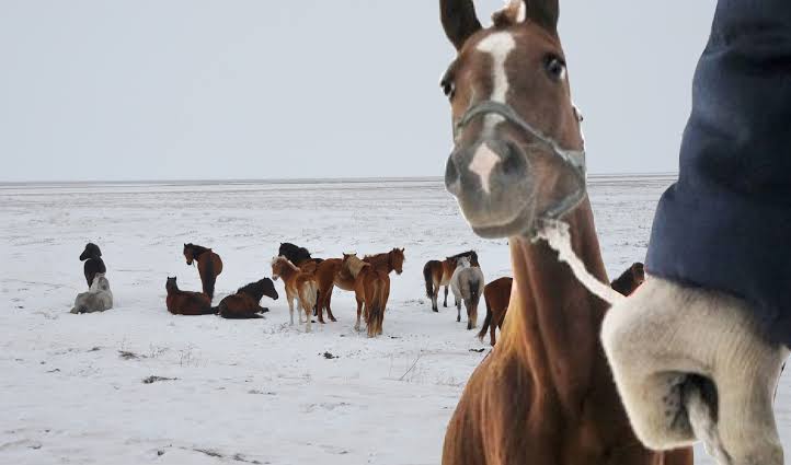 Ұлытау облысында мал ұрлаған топ қолға түсті