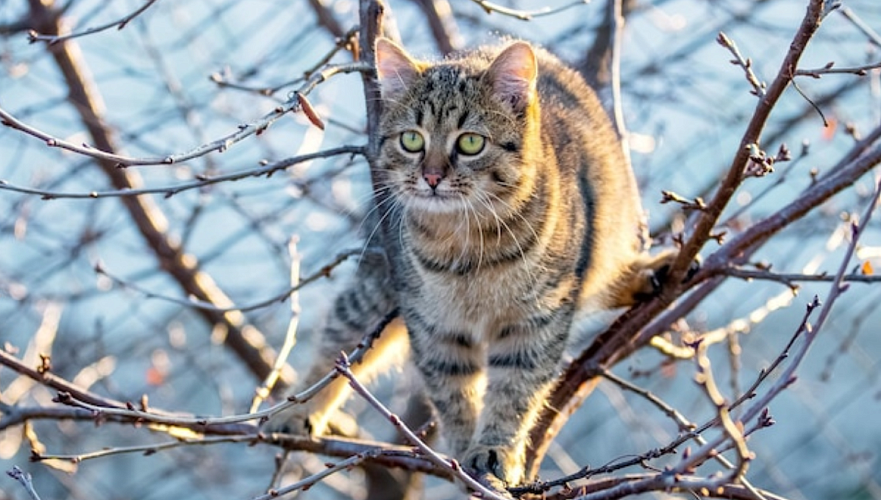 Павлодарда ағаштан мысықты құтқармақ болған ер адам биіктен құлап, көз жұмды
