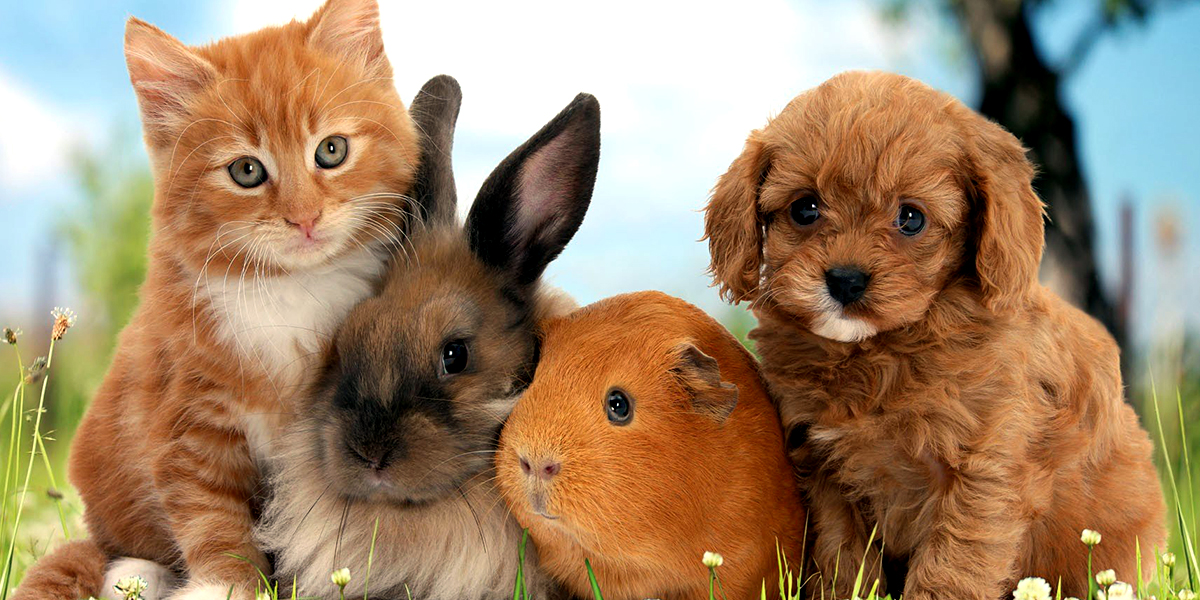 Жануарларды өлтіргендер енді 5 жылға дейін сотталуы мүмкін