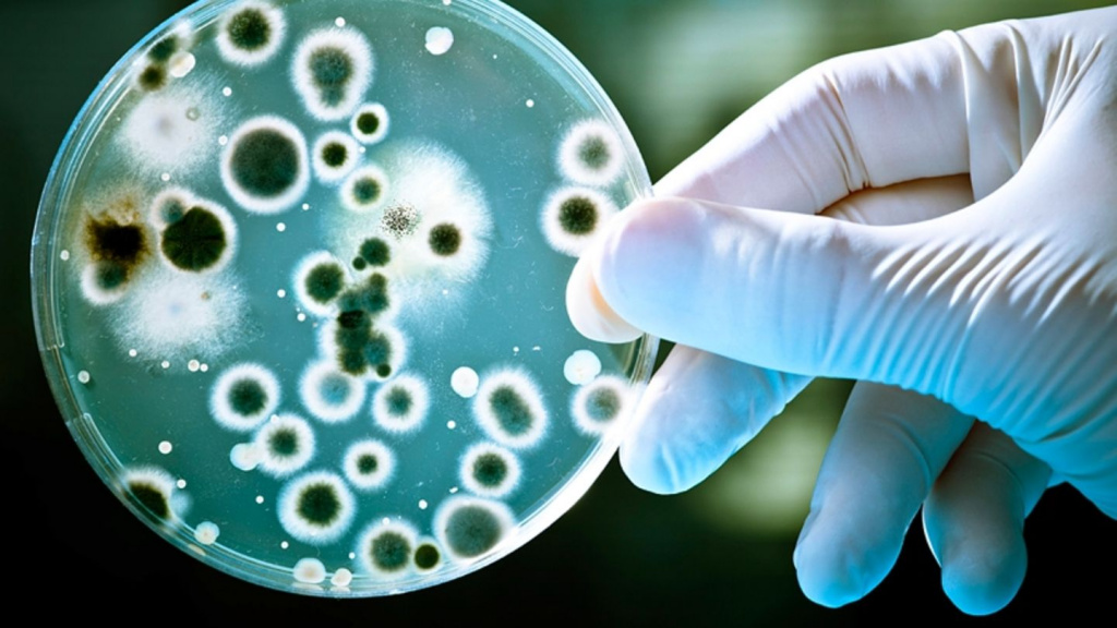 БҚО-да 800 ірі қара бруцеллез инфекциясына шалдыққан