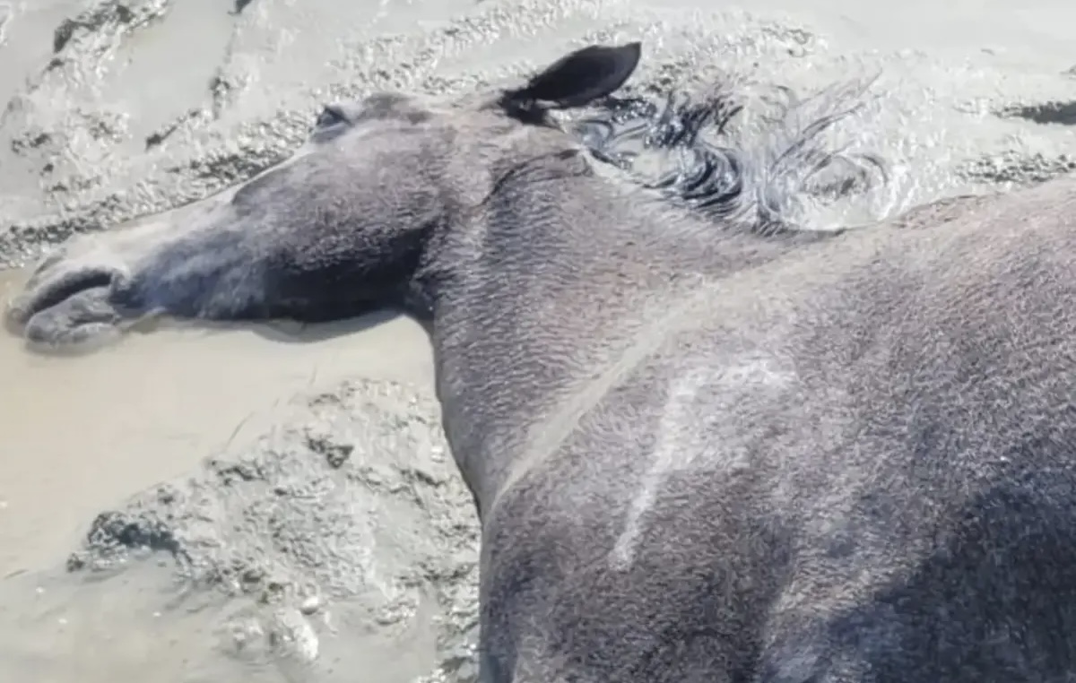 Маңғыстауда 100-ден аса жылқы батпақтан шыға алмай опат болды