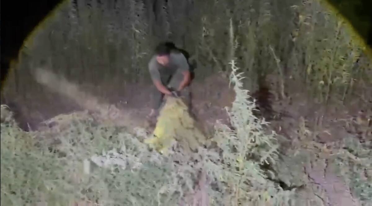 Жамбыл облысында тұрғыннан 40 келіден астам марихуана тәркіленді